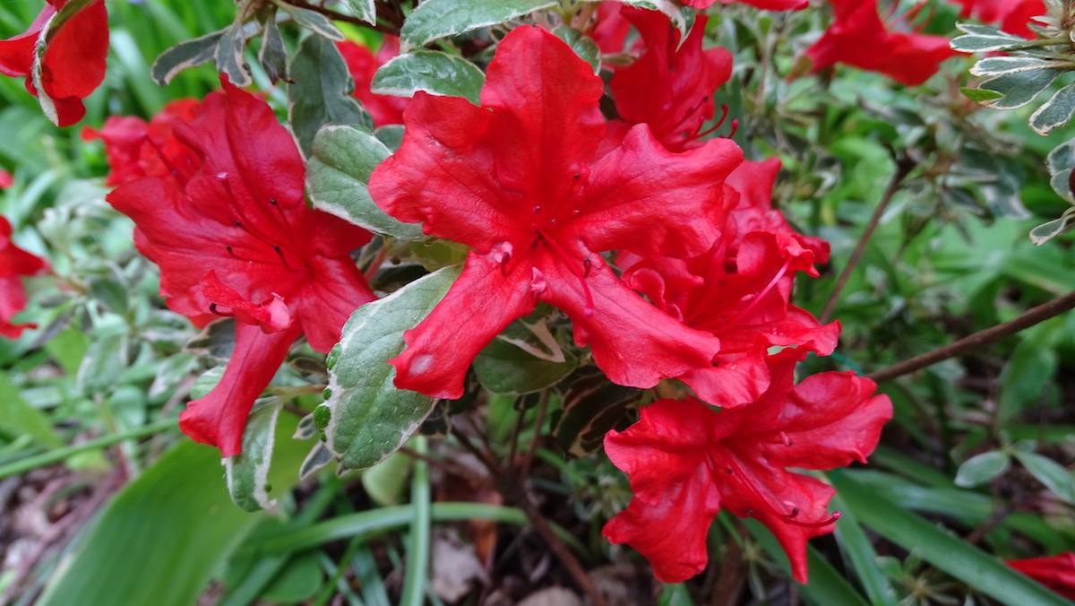 Girards Hotshot Variegated